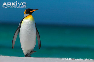 Illustration for article titled Flightless Friday - The Complete Penguin